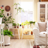 Decorar com plantas de interior: mais vida para sua sala!