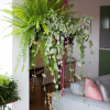 Decorar com plantas de interior: mais vida para sua sala!