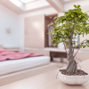 Como cultivar um Bonsai em casa e usá-lo na decoração