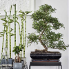 Como cultivar um Bonsai em casa e usá-lo na decoração